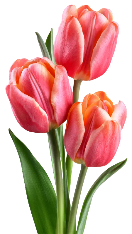 Beautiful Pink and Orange Tulip Flowers Bouquet — Plants and Flowers transparent PNG image, blossom