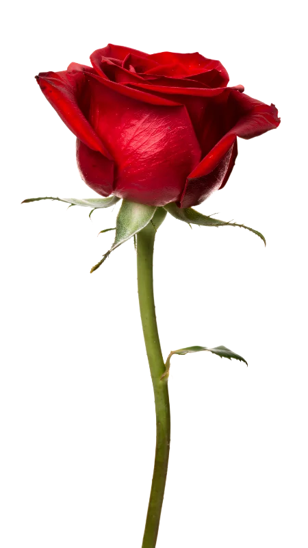 Beautiful Single Red Rose Flower — Plants and Flowers transparent PNG image, bloom