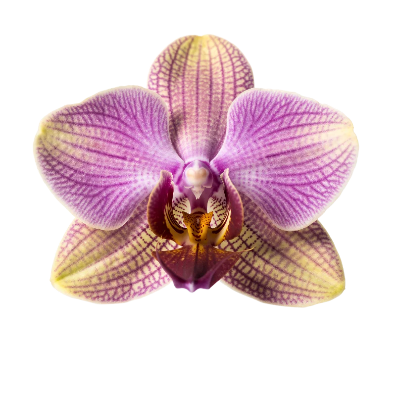 Beautiful Striped Phalaenopsis Orchid Flower — Plants and Flowers transparent PNG image, botanical