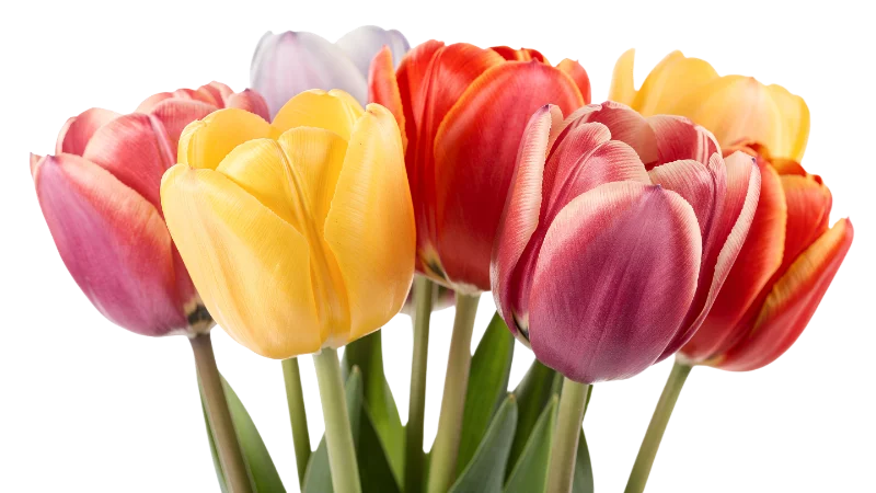 Colorful Spring Tulip Flower Bouquet — Plants and Flowers transparent PNG image, blossoms