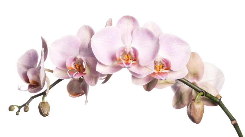Elegant Pale Pink Phalaenopsis Orchid Branch — Plants and Flowers transparent PNG image, blossom