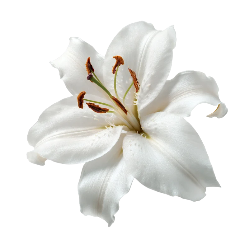 Elegant White Lily Flower Blossom — Plants and Flowers transparent PNG image, blossom