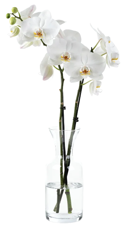 Elegant White Orchid Flowers in a Glass Vase — Plants and Flowers transparent PNG image, blossom