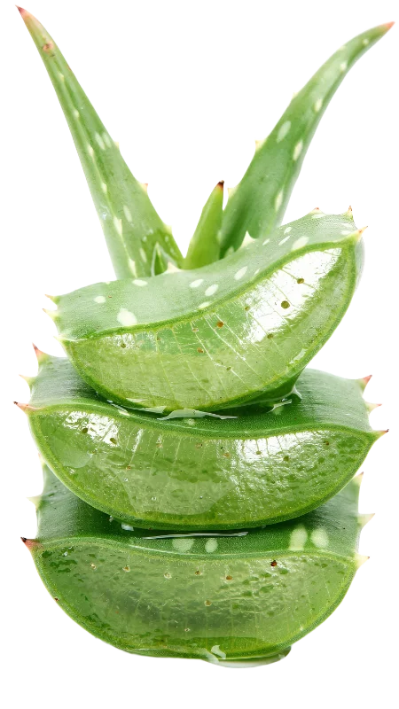 Fresh Aloe Vera Slices and Leaves — Plants and Flowers transparent PNG image, aloe