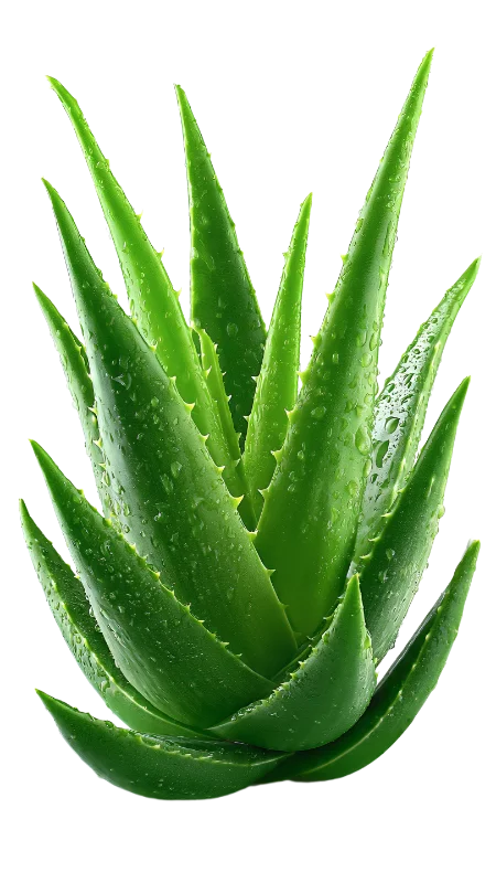 Fresh Green Aloe Vera Plant with Water Droplets — Plants and Flowers transparent PNG image, aloe
