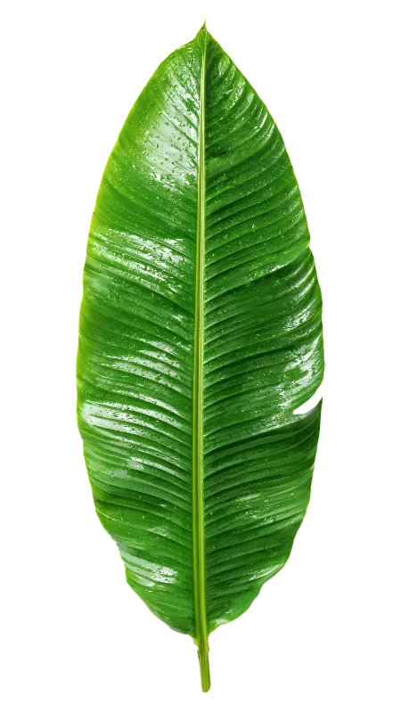 Fresh Green Banana Leaf with Water Droplets — Plants and Flowers transparent PNG image, banana