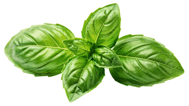 Fresh Green Basil Leaves Sprig — Food transparent PNG image, aromatic