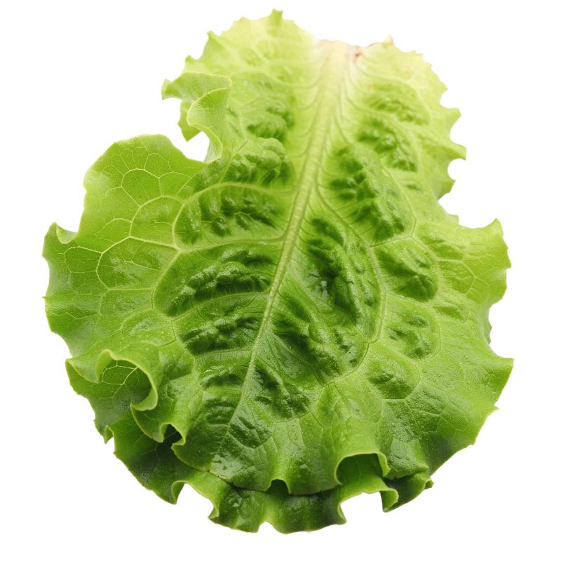Fresh Green Lettuce Leaf — Food transparent PNG image, fresh