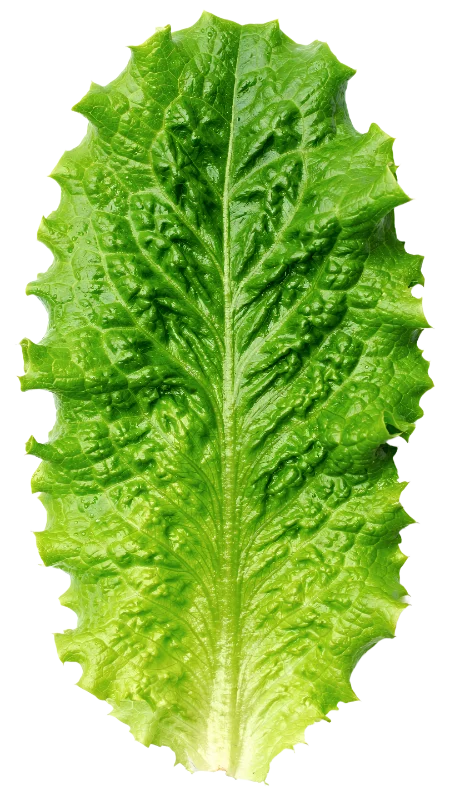 Fresh Green Lettuce Leaf — Food transparent PNG image, fresh
