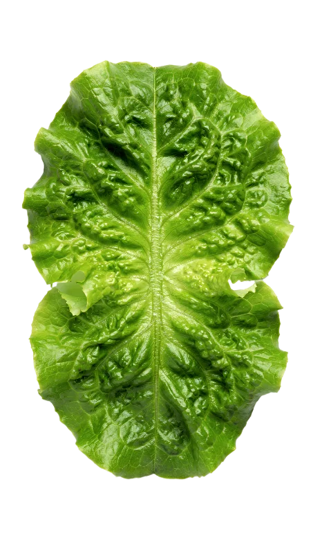 Fresh Green Lettuce Leaf — Food transparent PNG image, fresh