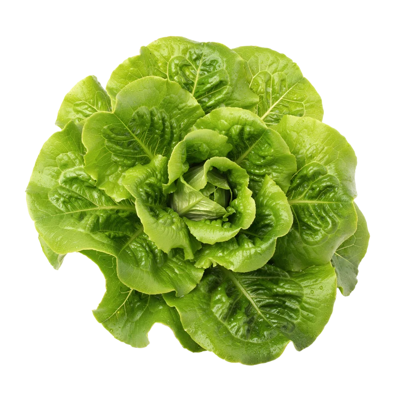 Fresh Green Romaine Lettuce Head — Food transparent PNG image, fresh