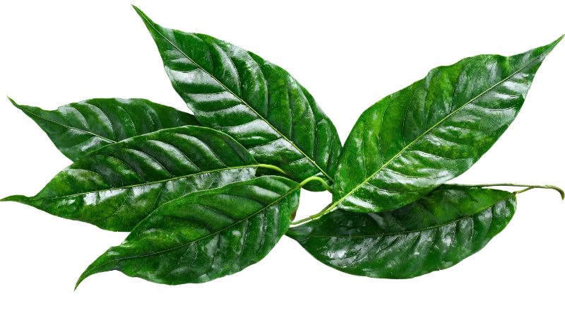 Fresh Green Tropical Coffee Leaves — Plants and Flowers transparent PNG image, botanical