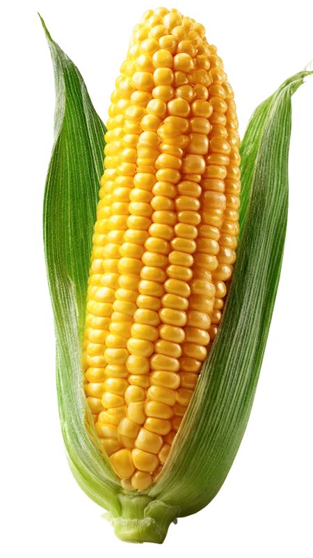 Fresh Sweet Corn Cob with Green Husks — Food transparent PNG image, corn
