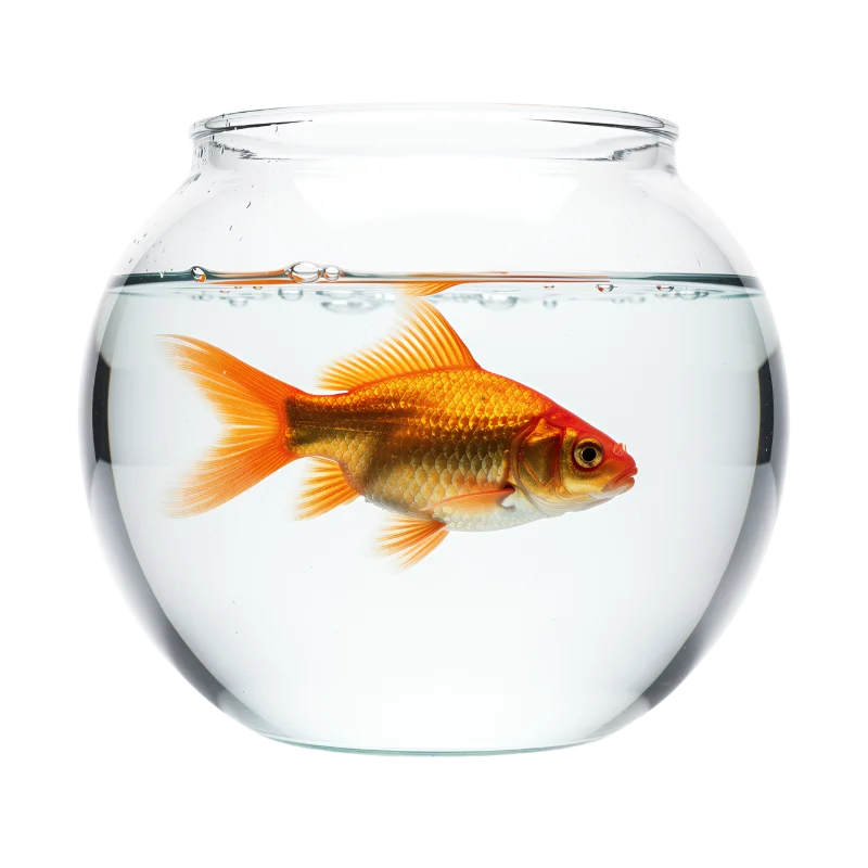 Goldfish Swimming in a Glass Fishbowl — Animals transparent PNG image, aquarium