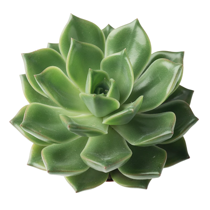 Green Echeveria Succulent Plant — Plants and Flowers transparent PNG image, botanical