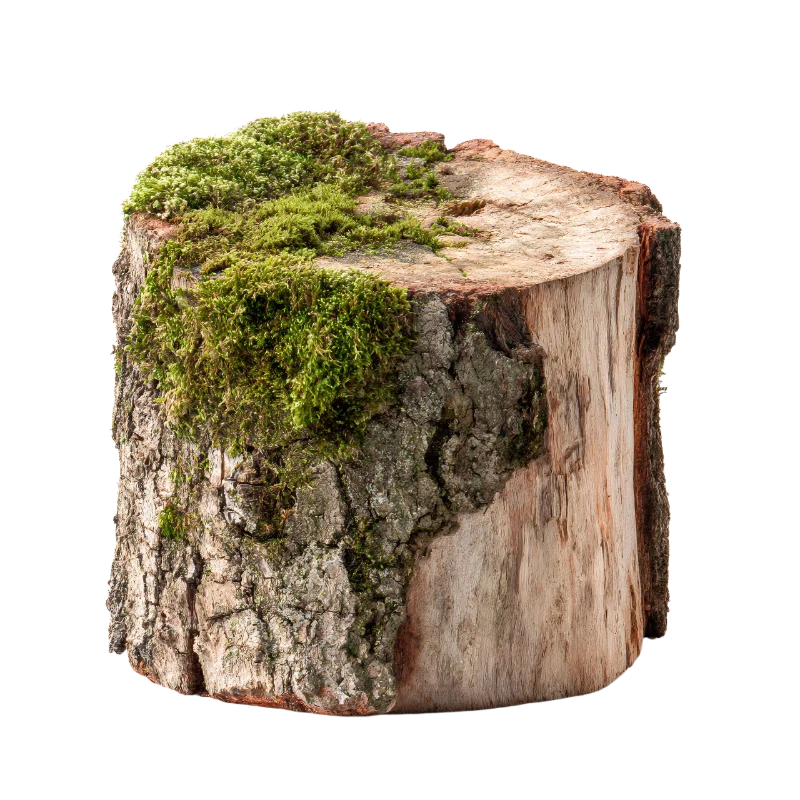 Old Tree Stump Covered in Green Moss — Plants and Flowers transparent PNG image, bark