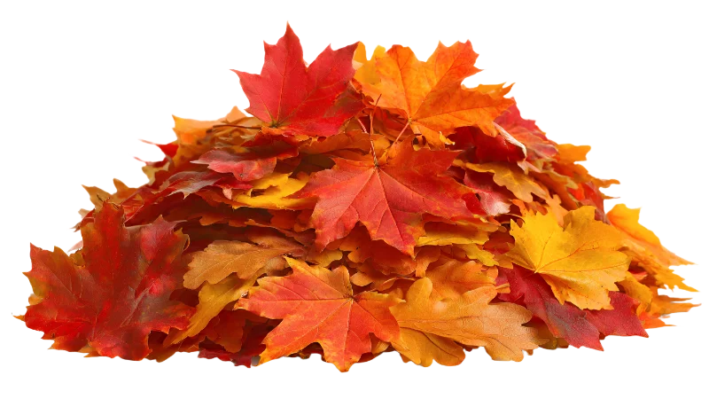 Pile of Vibrant Autumn Maple Leaves — Plants and Flowers transparent PNG image, autumn