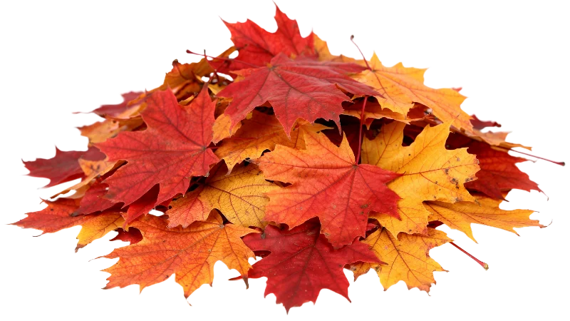 Pile of Vibrant Autumn Maple Leaves — Plants and Flowers transparent PNG image, autumn