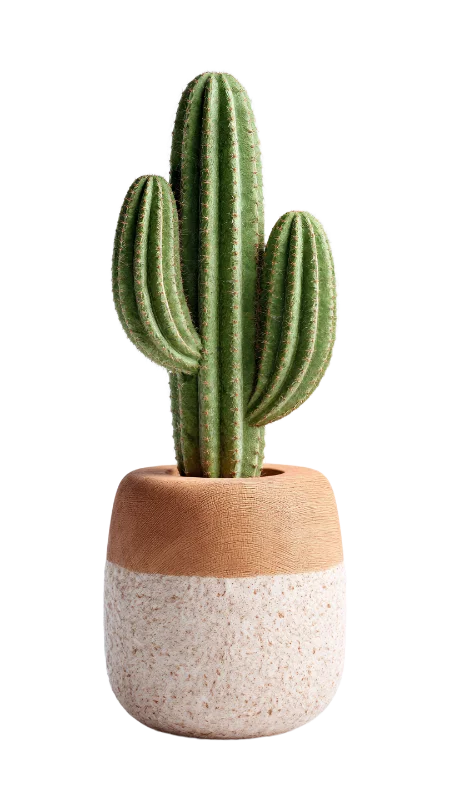 Potted Green Cactus in Modern Textured Planter — Plants and Flowers transparent PNG image, botanical