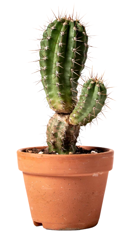 Potted Green Cactus Plant — Plants and Flowers transparent PNG image, botanical