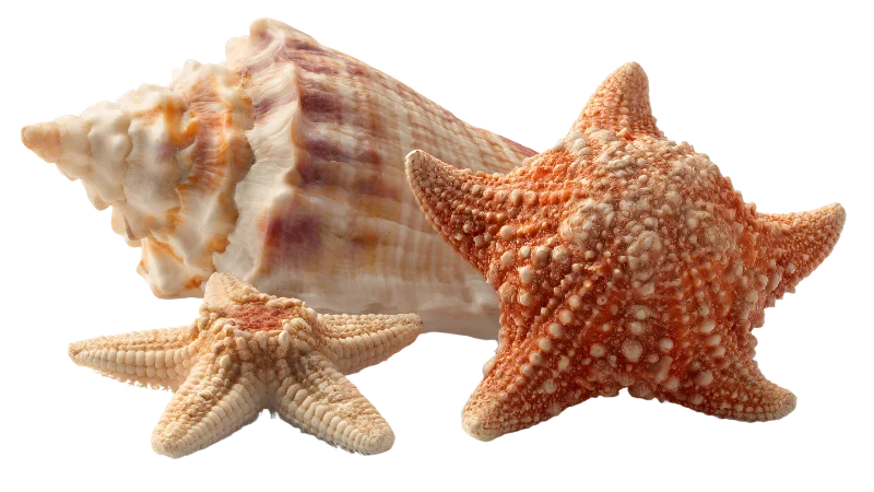 Sea Shell and Starfish Collection — Other transparent PNG image, beach