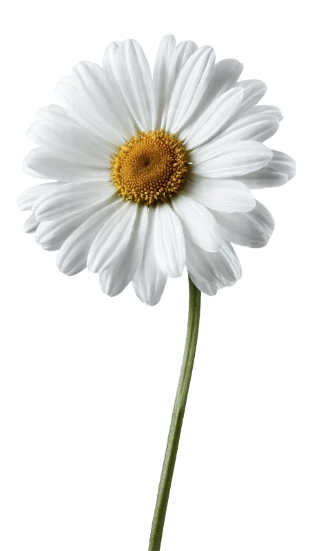 Single White Daisy Flower with Stem — Plants and Flowers transparent PNG image, blossom