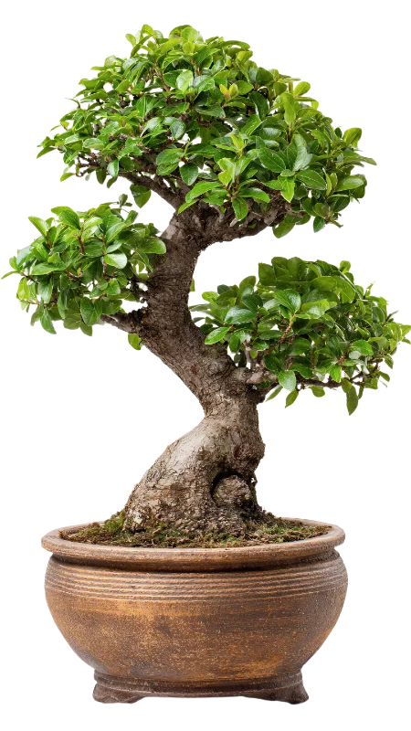 Small Bonsai Tree in Ceramic Pot — Plants and Flowers transparent PNG image, bonsai