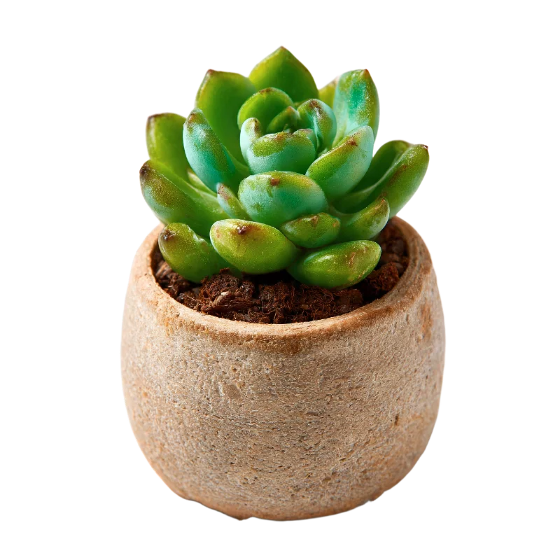 Small Echeveria Succulent Plant in Rustic Pot — Plants and Flowers transparent PNG image, botanical