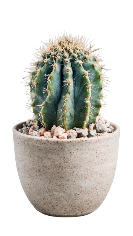 Small Potted Round Cactus — Plants and Flowers transparent PNG image, botanical
