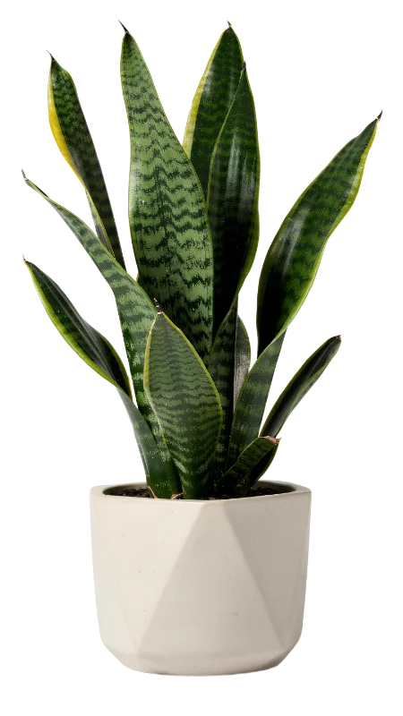 Snake Plant in Modern Geometric Pot — Plants and Flowers transparent PNG image, botanical