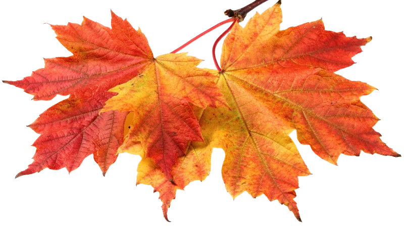 Vibrant Autumn Maple Leaves on Twig — Plants and Flowers transparent PNG image, autumn