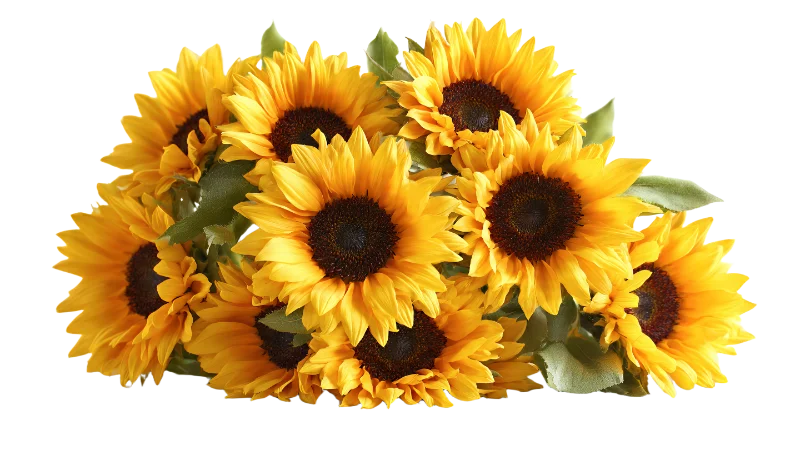 Vibrant Bouquet of Fresh Yellow Sunflowers — Plants and Flowers transparent PNG image, blossom