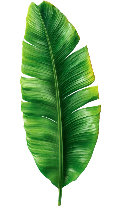 Vibrant Green Banana Leaf Tropical Foliage — Plants and Flowers transparent PNG image, banana