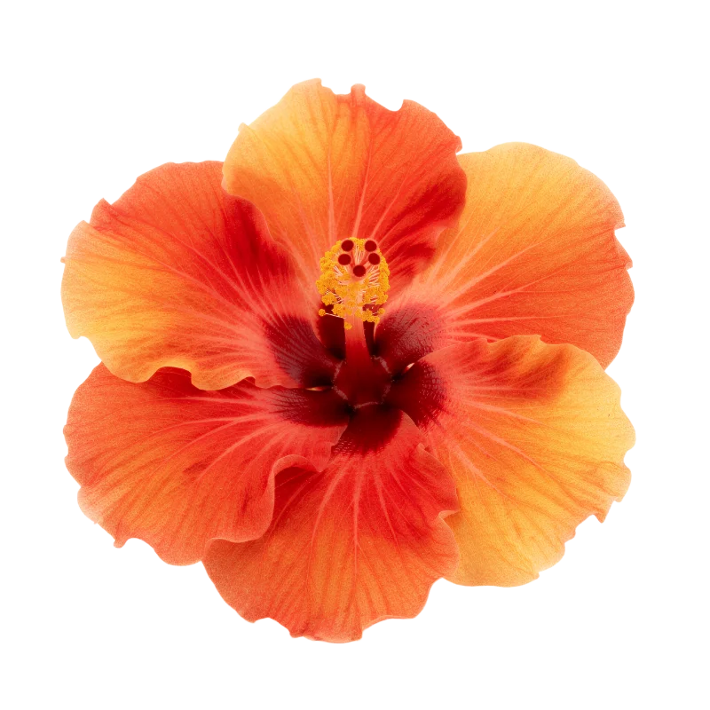 Vibrant Orange Hibiscus Flower Bloom — Plants and Flowers transparent PNG image, bloom