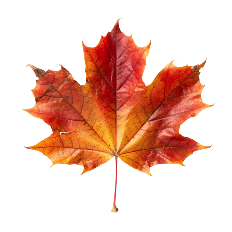 Vibrant Red and Orange Autumn Maple Leaf — Plants and Flowers transparent PNG image, autumn