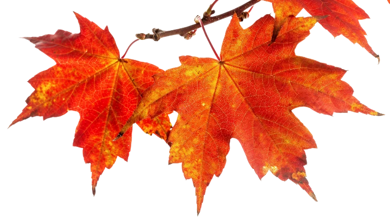 Vibrant Red Maple Leaves in Autumn Season — Plants and Flowers transparent PNG image, autumn