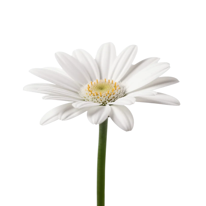 White Gerbera Daisy Flower with Green Stem — Plants and Flowers transparent PNG image